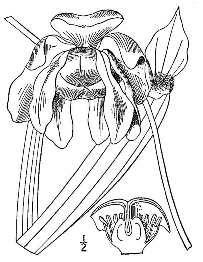 image of Sarracenia flava, Yellow Pitcherplant, Yellow Trumpet, Trumpets