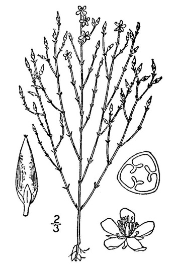 image of Hypericum gentianoides, Pineweed, Orange-grass, Orangeweed