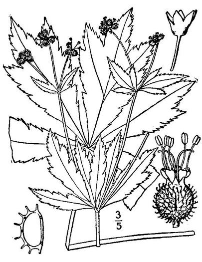 image of Sanicula odorata, Clustered Snakeroot, Clustered Sanicle, Yellow-flowered Snakeroot, Fragrant Snakeroot