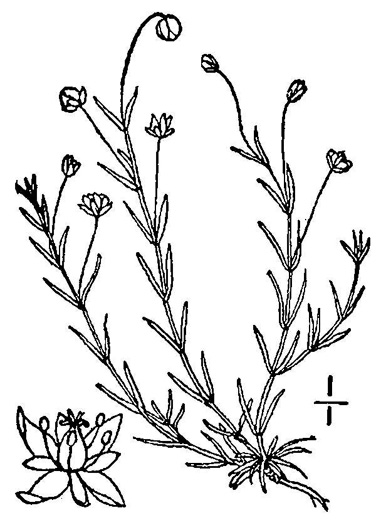 drawing of Sagina procumbens, Northern Pearlwort, Bird's-eye Pearlwort, Perennial Pearlwort