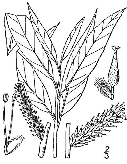 drawing of Salix sericea, Silky Willow, Shrub Willow, Satin Willow
