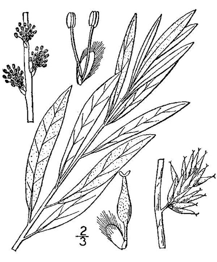 drawing of Salix occidentalis, Dwarf Upland Willow, Dwarf Prairie Willow, Sage Willow