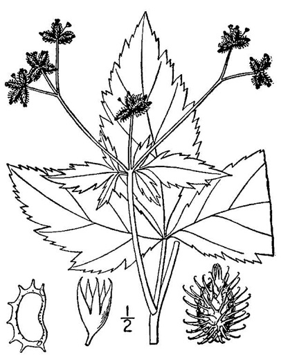 drawing of Sanicula trifoliata, Long-fruited Snakeroot, Beaked Sanicle, Large-fruited Sanicle, Largefruit Black-snakeroot