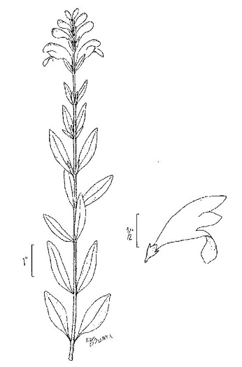 image of Scutellaria integrifolia, Hyssop Skullcap, Narrow-leaved Skullcap