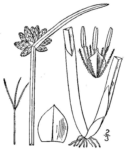 drawing of Schoenoplectiella mucronata, Roughseed Bulrush, Bog Bulrush, Ricefield Bulrush