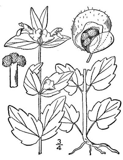 drawing of Scutellaria nervosa, Veined Skullcap, Bottomland Skullcap