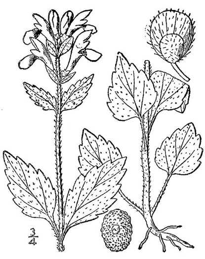 image of Scutellaria elliptica var. elliptica, Hairy Skullcap, Elliptic-leaved Skullcap