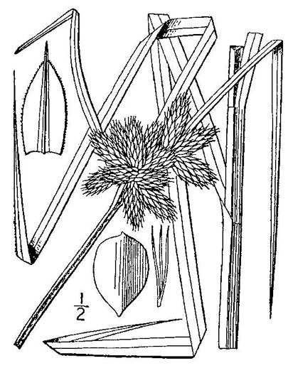 image of Bolboschoenus robustus, Saltmarsh Bulrush