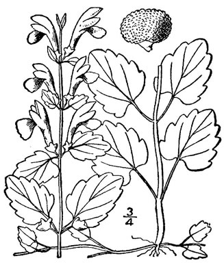 image of Scutellaria saxatilis, Rock Skullcap