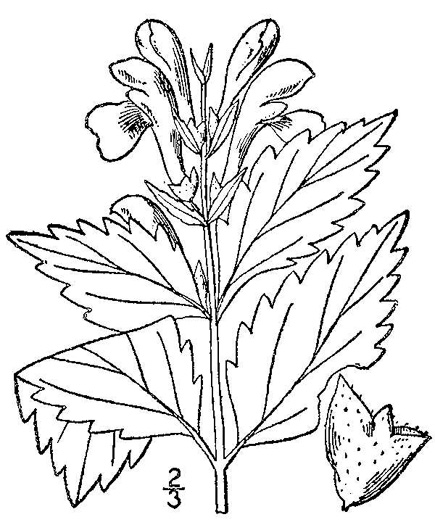 drawing of Scutellaria serrata, Showy Skullcap, Serrate Skullcap