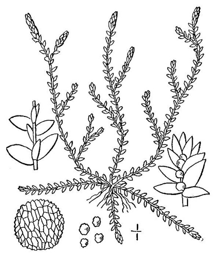 image of Selaginella apoda, Meadow Spikemoss