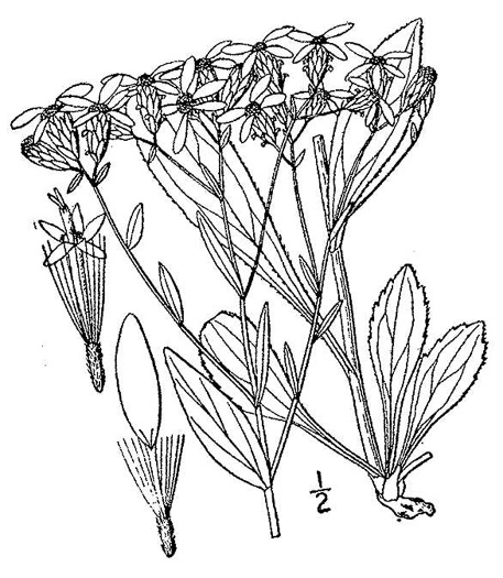 drawing of Sericocarpus asteroides, Toothed Whitetop Aster