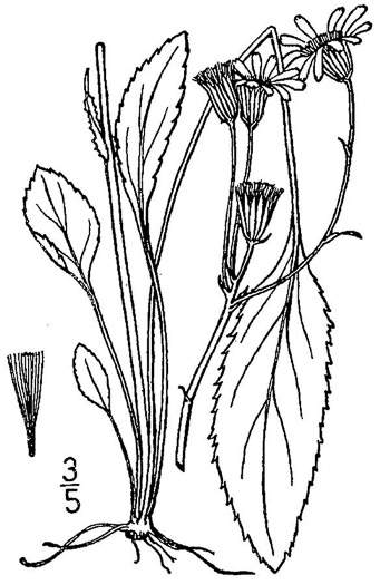 drawing of Packera crawfordii, Bog Ragwort, Groundsel