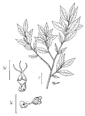 drawing of Ditrysinia fruticosa, Sebastian-bush