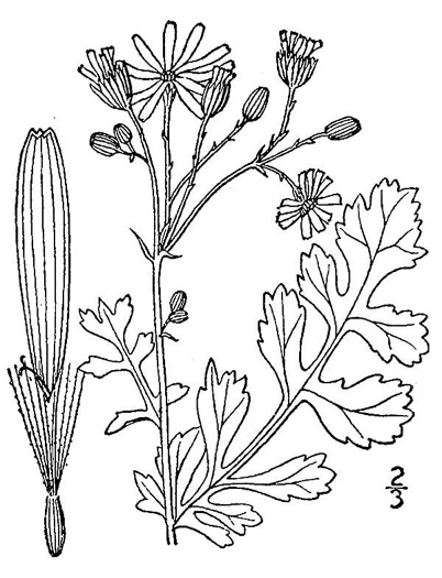 drawing of Packera glabella, Butterweed, Smooth Ragwort, Yellowtop