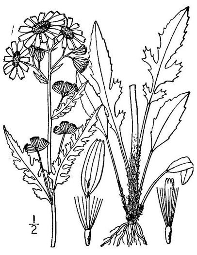 drawing of Packera paupercula var. appalachiana, Appalachian Ragwort
