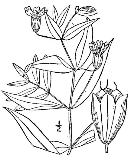 image of Silene latifolia, White Campion, Evening Campion, White Cockle, Evening Lychnis