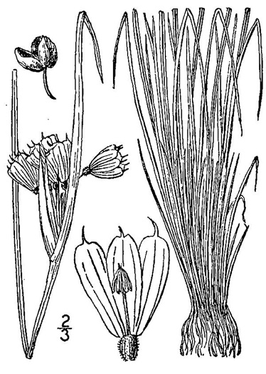 drawing of Sisyrinchium albidum, Pale Blue-eyed Grass, White Blue-eyed Grass