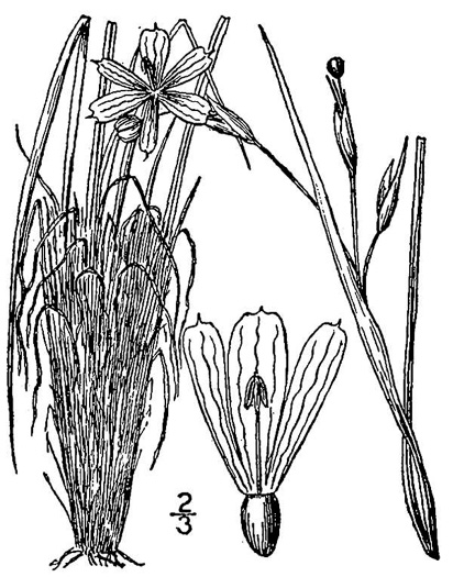 image of Sisyrinchium fuscatum, Bristly Blue-eyed-grass, Coastal Plain Blue-eyed-grass