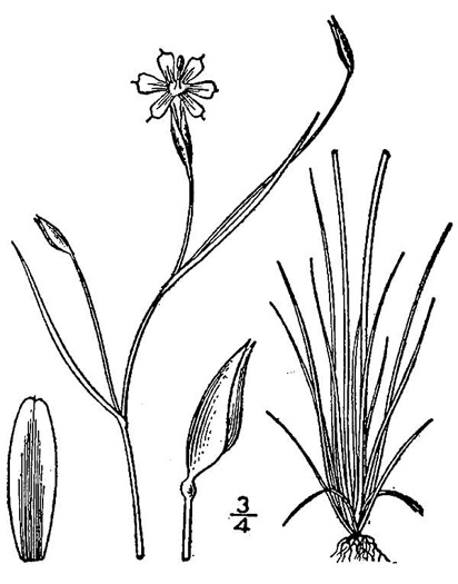 drawing of Sisyrinchium atlanticum, Atlantic Blue-eyed Grass, Eastern Blue-eyed Grass