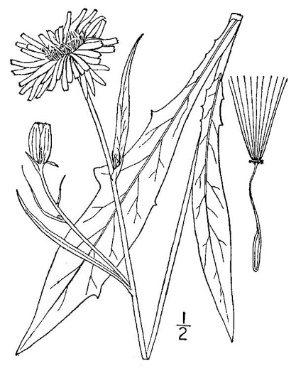 drawing of Pyrrhopappus carolinianus, Carolina False-dandelion, Carolina Desert-chicory