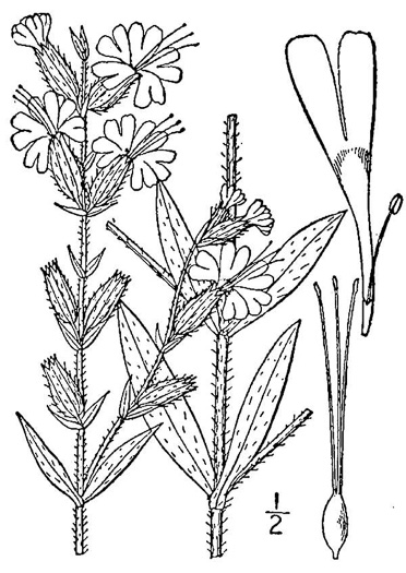 drawing of Silene dichotoma ssp. dichotoma, Forked Catchfly
