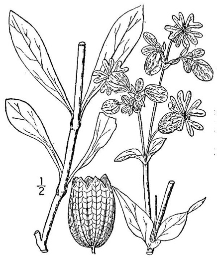 drawing of Silene vulgaris, Bladder Campion, Maiden's-tears