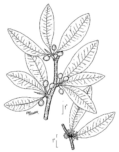 drawing of Sideroxylon lycioides, Buckthorn Bumelia, Buckthorn Bully