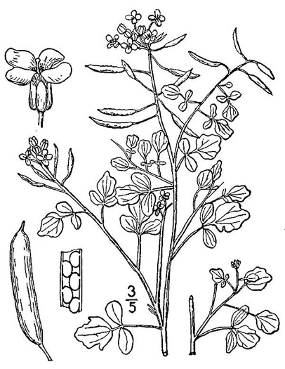 drawing of Nasturtium officinale, Watercress