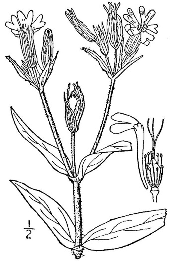 image of Silene noctiflora, Night-flowering Catchfly, Sticky Campion, Sticky Cockle