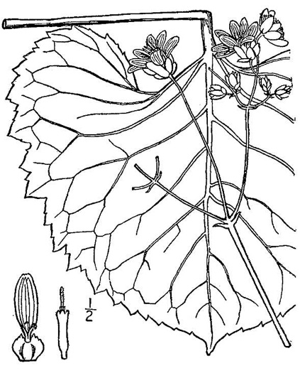 image of Silphium reniforme, Ragged Rosinweed, Kidneyleaf Rosinweed
