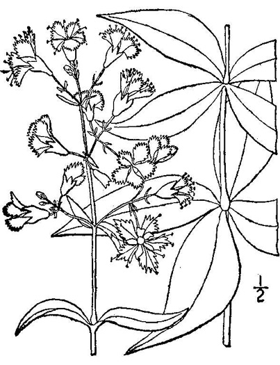 drawing of Silene stellata, Starry Campion, Widow's-frill