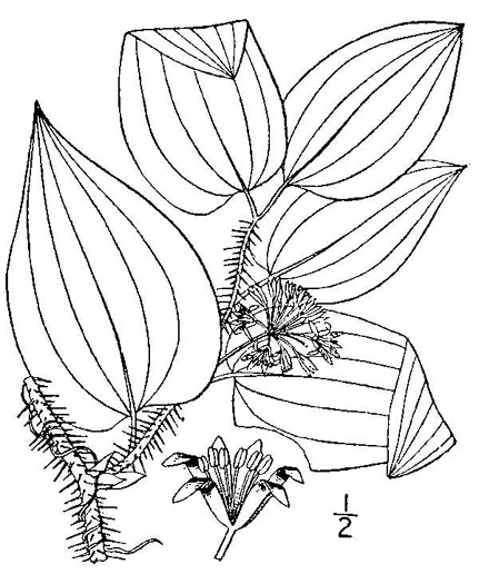 image of Smilax hispida var. hispida, Bristly Greenbrier, Hellfetter, Chinaroot, Chaneyroot