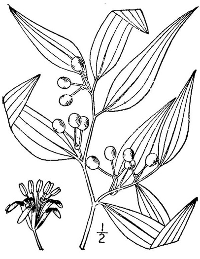 image of Smilax smallii, Jackson-brier, Unarmed Catbrier, Sweet-scented Smilax