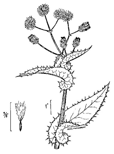 drawing of Sonchus asper, Prickly Sowthistle, Spiny-leaf Sowthistle
