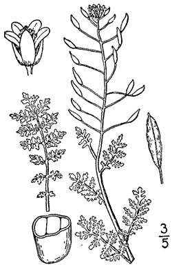 drawing of Descurainia pinnata var. pinnata, Southeastern Tansy-mustard