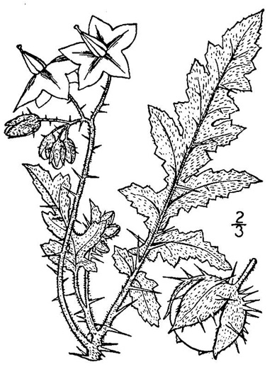 image of Solanum sisymbriifolium, Sticky Nightshade