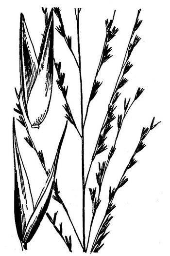 image of Sporobolus curtissii, Curtiss's Dropseed