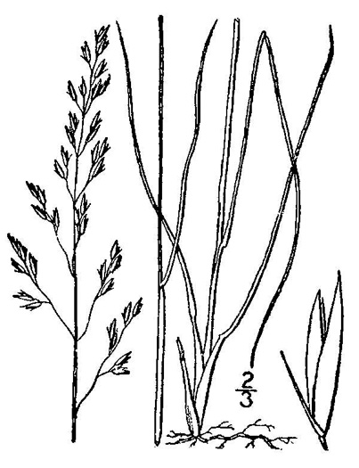 Sporobolus heterolepis, Prairie Dropseed