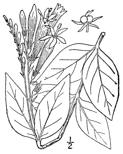 drawing of Spigelia marilandica, Indian Pink, Woodland Pinkroot, Wormgrass
