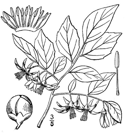 drawing of Styrax americanus +, American Storax, American Snowbell