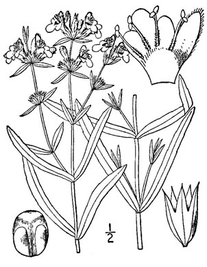 image of Stachys hyssopifolia var. lythroides, hyssop-leaved hedgenettle