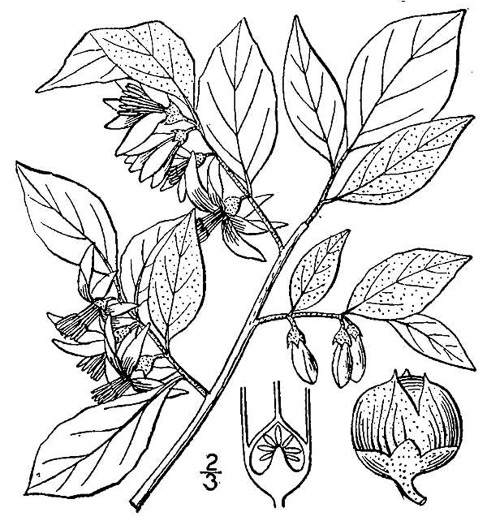 drawing of Styrax americanus var. pulverulentus, Downy American Snowbell