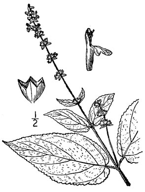image of Stachys cordata, Heart-leaved Hedgenettle