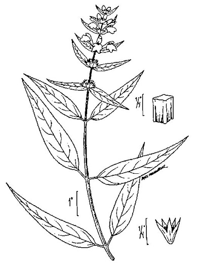 image of Stachys tenuifolia, Smooth Hedgenettle