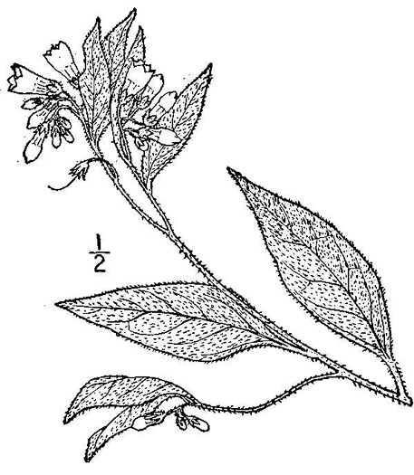 image of Symphytum asperum, Prickly Comfrey