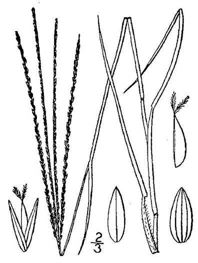 image of Digitaria filiformis var. filiformis, Slender Crabgrass