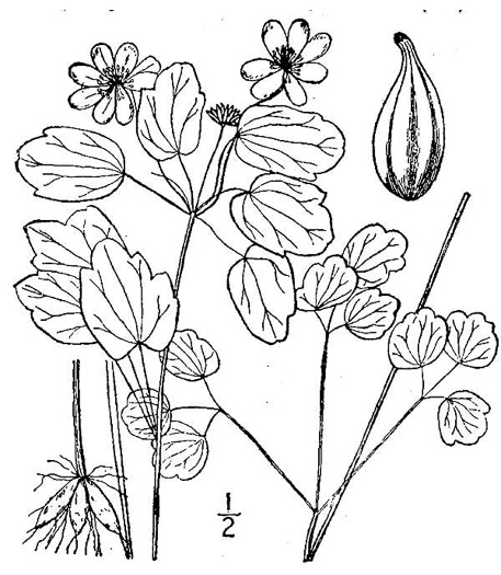 image of Thalictrum thalictroides, Windflower, Rue-anemone
