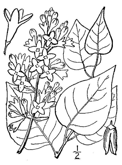 drawing of Syringa vulgaris, Common Lilac, French Lilac