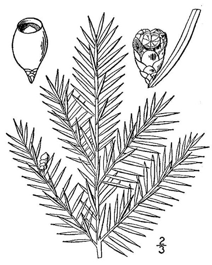image of Taxus canadensis, Canada Yew, American Yew